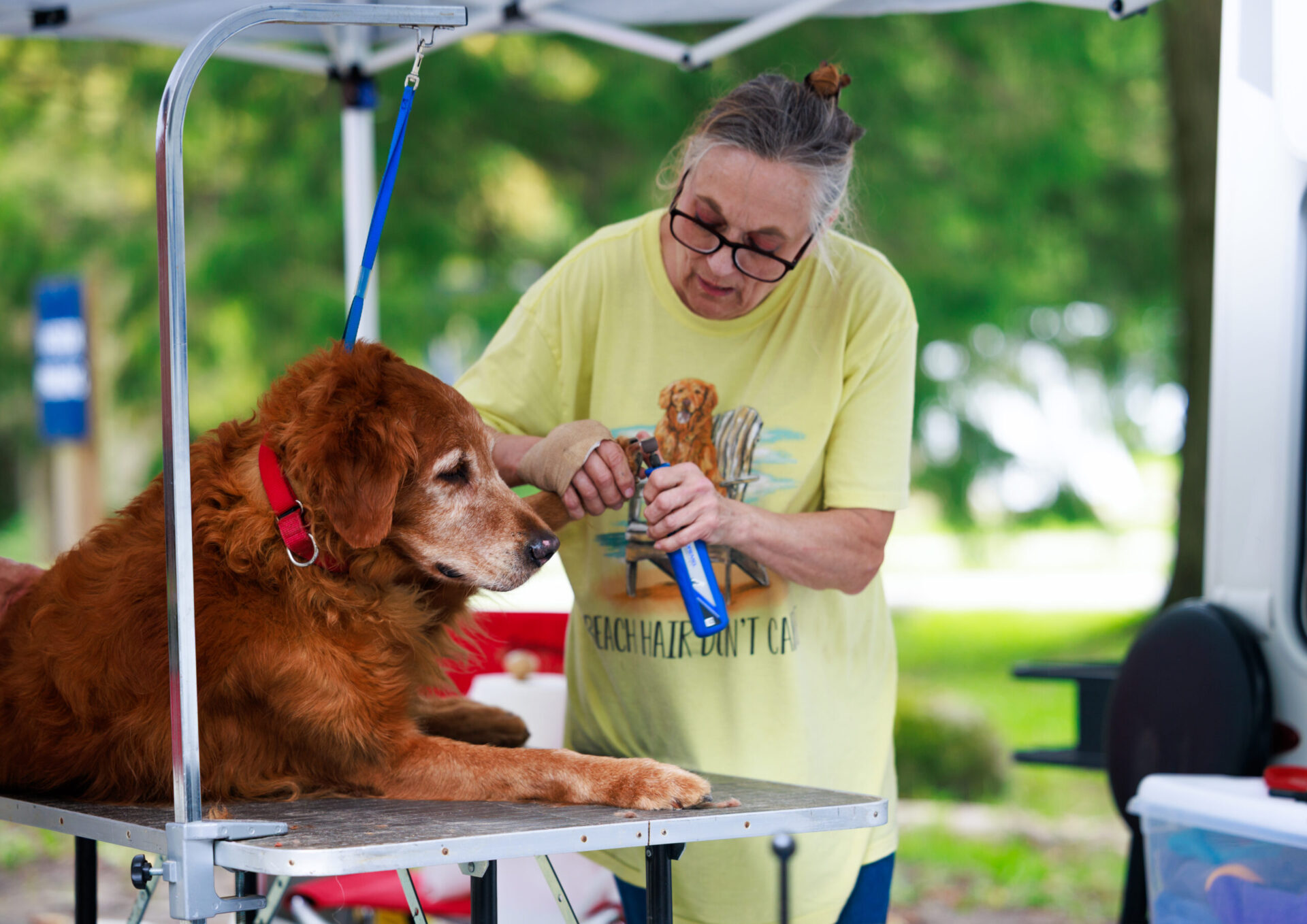 Dog Grooming