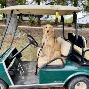 Golf Cart - 4 Seater